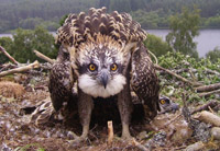 Osprey chick photo by Jon Brian