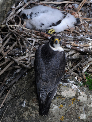 Peregrine nest: Photo by Angus Hogg