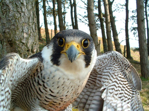 Peregrine falcon. Photo by Tony Lightley