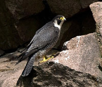  Peregrine photo by John Chapman