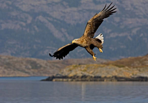 White-tailed eagle by Ronnie Gilbert