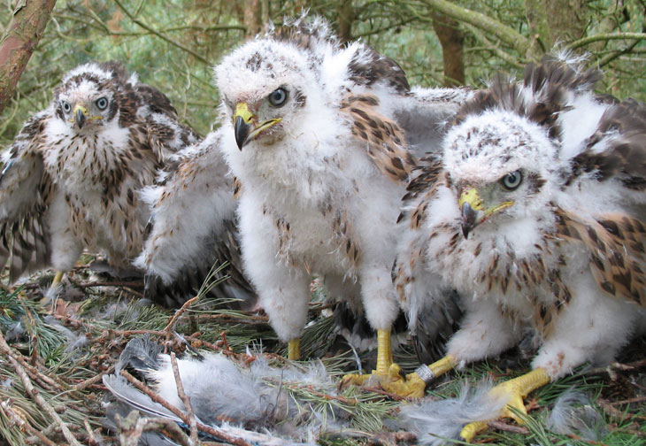 Goshawk chicks on nest. Photo by Malcolm Henderson.
