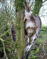 Poisoned buzzard