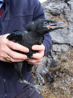 Raven chick: Photo by Doug Mainland