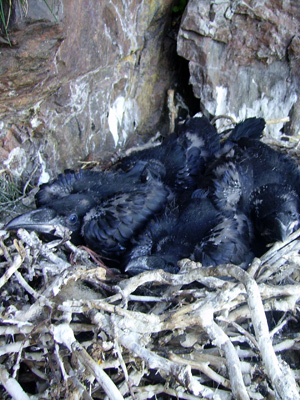 Raven chicks: Photo by Jon Brain