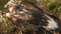 satellite tagged eagle