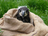  Photo of one of this year's sea eagle chicks (RSPB).