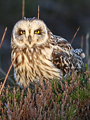 Short-eared Owl: Photo by Brian Bates
