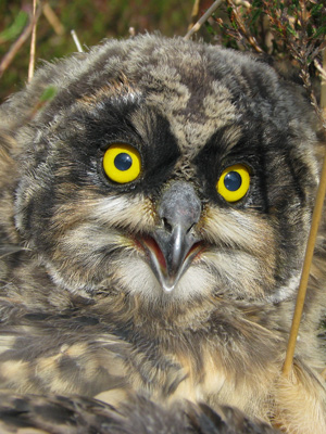 Short-eared Owl chick: Photo by Mike Groves