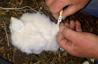 Photograph showing one of the sparrowhawk chicks with its colour ring.