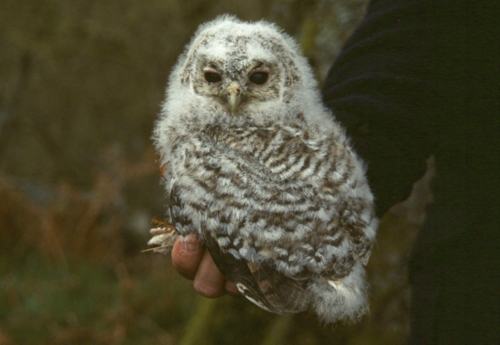 Tawny owl chick. Photo by Mike Groves.