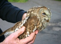 Illegally trapped tawny owl