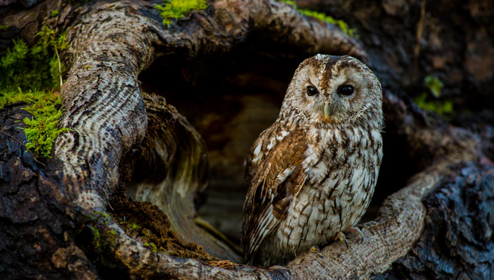 Tawny Owl: Photo by Dean Bricknell